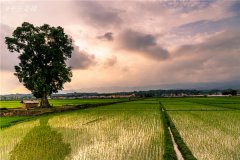 土壤墑情速測儀的使用效果怎么樣？