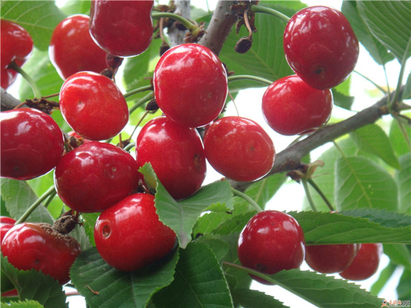 土壤養(yǎng)分速測儀是怎么測定土壤養(yǎng)分的？