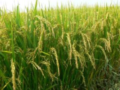 土壤墑情監(jiān)測系統(tǒng)是如何運行的？