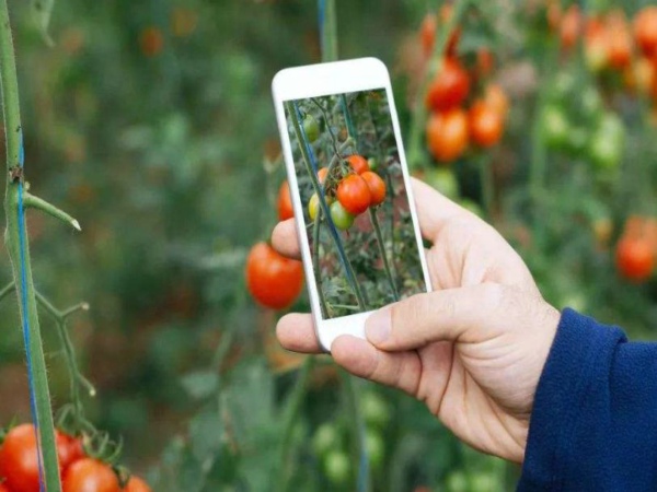 土壤墑情遠(yuǎn)程監(jiān)測(cè)及預(yù)警系統(tǒng)