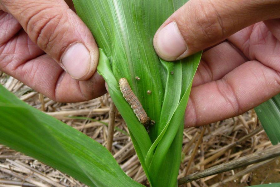 河南大部土壤墑情適宜 秋糧長(zhǎng)勢(shì)總體良好 河南大部土壤墑情適宜 秋糧長(zhǎng)勢(shì)總體良好