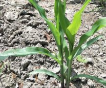 土壤墑情如何實(shí)現(xiàn)自動(dòng)監(jiān)測(cè)？