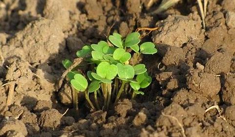 有了物聯(lián)網(wǎng)，土壤墑情監(jiān)測(cè)系統(tǒng)才有了“生命”！