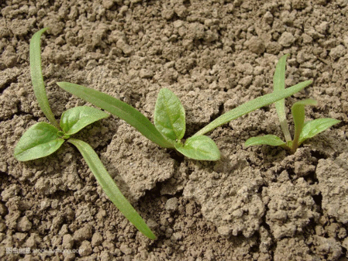 土壤墑情監(jiān)測系統(tǒng)為種植提供參考數據